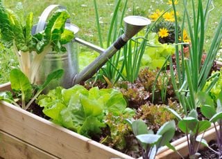 ¿Qué soluciones naturales existen para tratar las plantas del jardín o huerto?