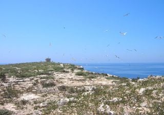 Quello scoglio in mezzo al Mediterraneo ricco di biodiversità ed endemismi