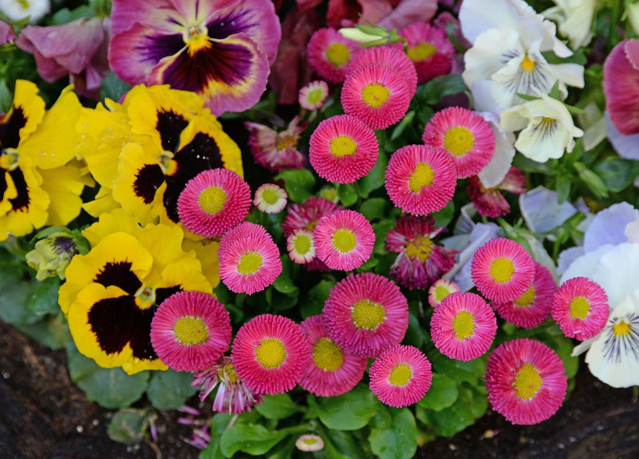 Avec un risque de gelées encore élevée, il ne faut pas semer des plantes fragiles face aux basses températures.