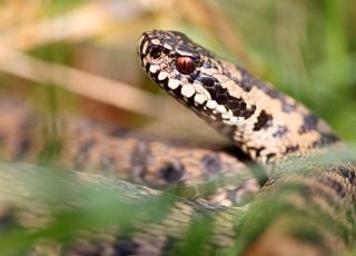 Quels serpents pouvez-vous croiser en France en été et comment devez-vous réagir en cas de morsure ? 