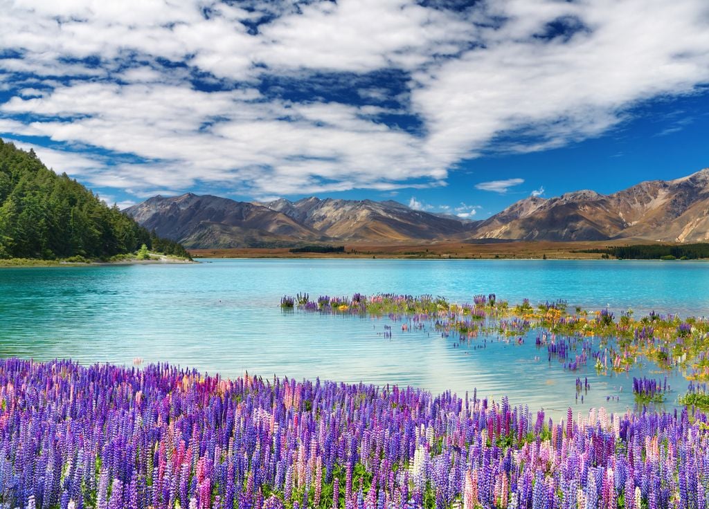 flores un el lago flores un el lago