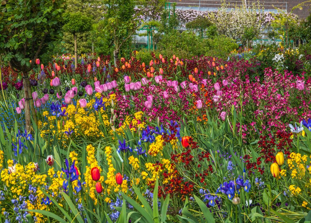 Les milliers de fleurs des jardins de Claude Monet au printemps.