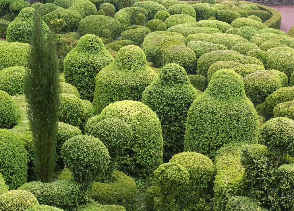 Les buis des jardins suspendus de Marqueyssac. Les buis des jardins suspendus de Marqueyssac.