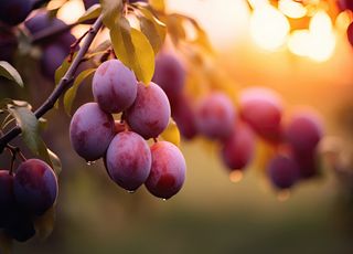 Fin de l'été et chute des températures : quels sont les meilleurs produits frais à consommer cet automne ?