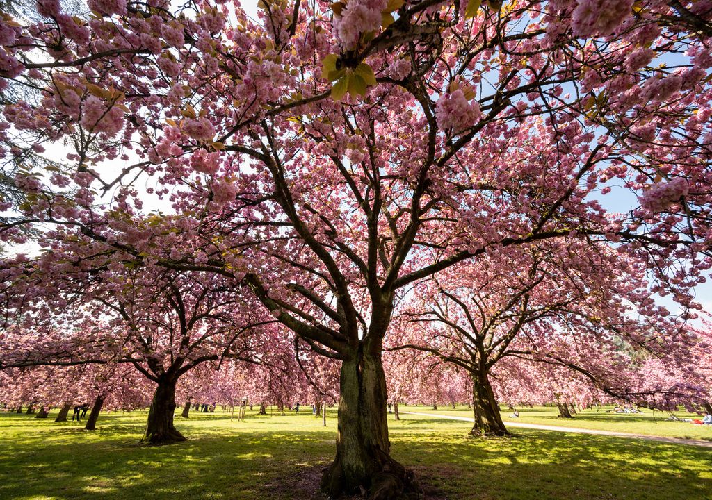 Le parc de Sceau pendant Hanami.
