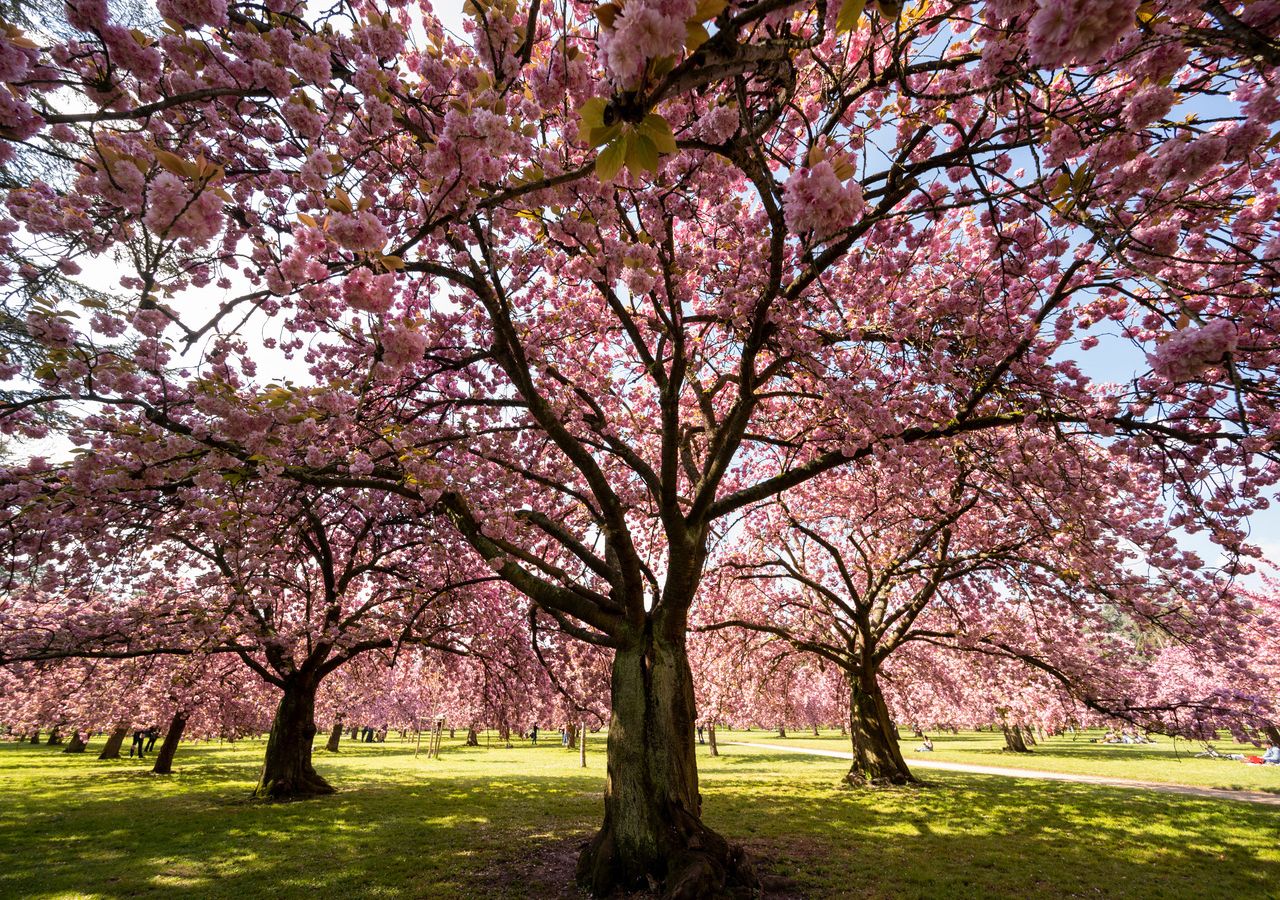 Le parc de Sceau pendant Hanami.