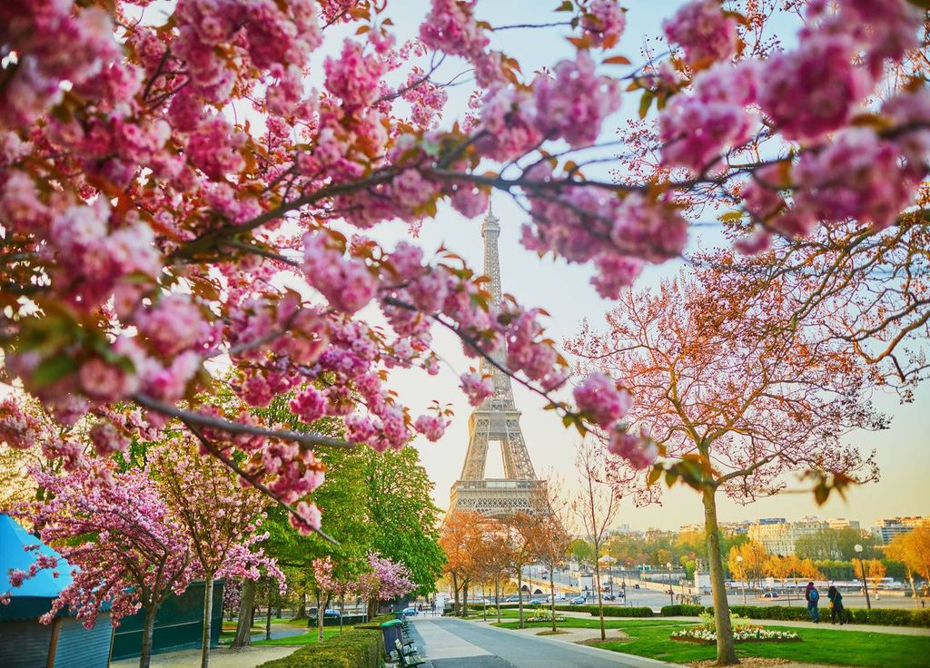 Les cerisiers en fleur du Trocadéro à Paris.