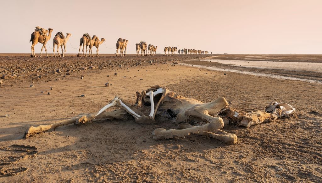 En los casos más extremos, las altas temperaturas pueden provocar la muerte del camello, un animal que también sufre el denominado "golpe de calor".