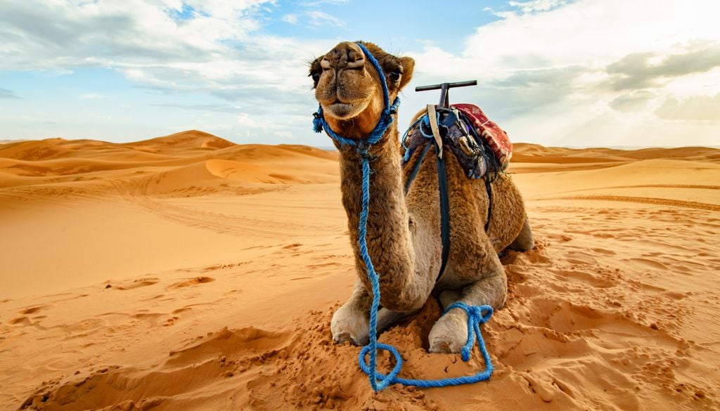 Ejemplar de dromedario en el desierto del Sahara.