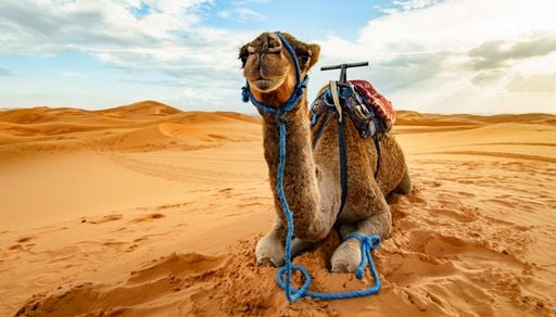 Quemaduras, ampollas y ceguera: secuelas del calor extremo en los camellos, los animales m&aacute;s resistentes del desierto