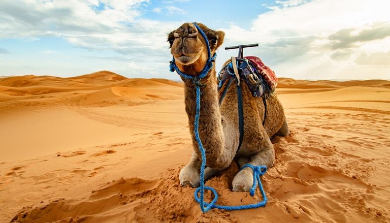 Quemaduras, ampollas y ceguera: secuelas del calor extremo en los camellos, los animales m&aacute;s resistentes del desierto