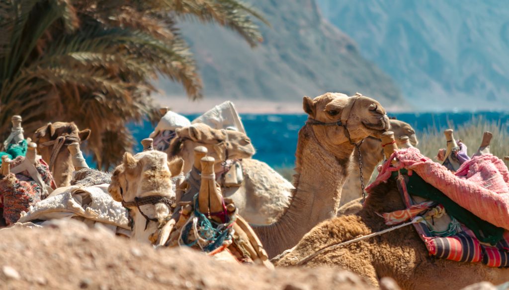 En regiones de África y Oriente Medio, miles de familias siguen dependiendo económicamente de los camellos.