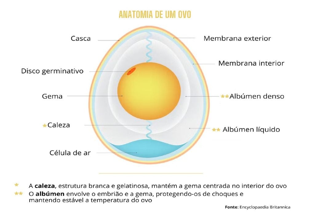 Anatomia do ovo Anatomia do ovo