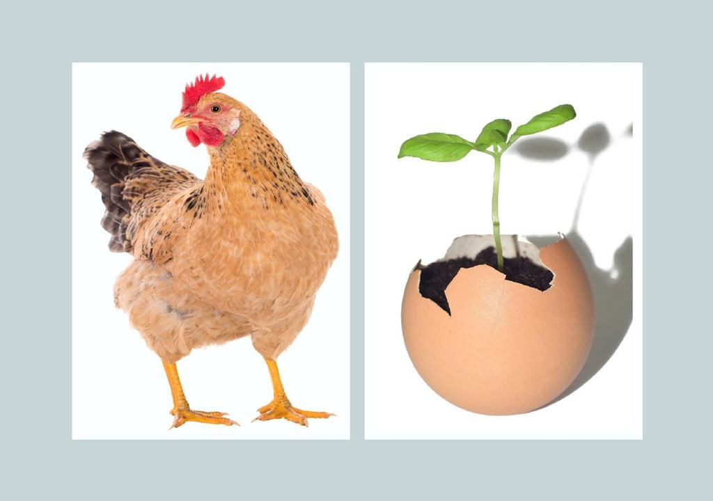 Galinha e casca de ovo com terra e planta Galinha e casca de ovo com terra e planta