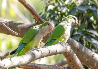 Quer fazer amigos? Eis o que os periquitos nos ensinam sobre a amizade