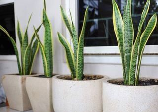 Quer mais sorte para o Ano Novo? Essas 4 plantas ajudam a atrair boas energias e ainda embelezam o ambiente