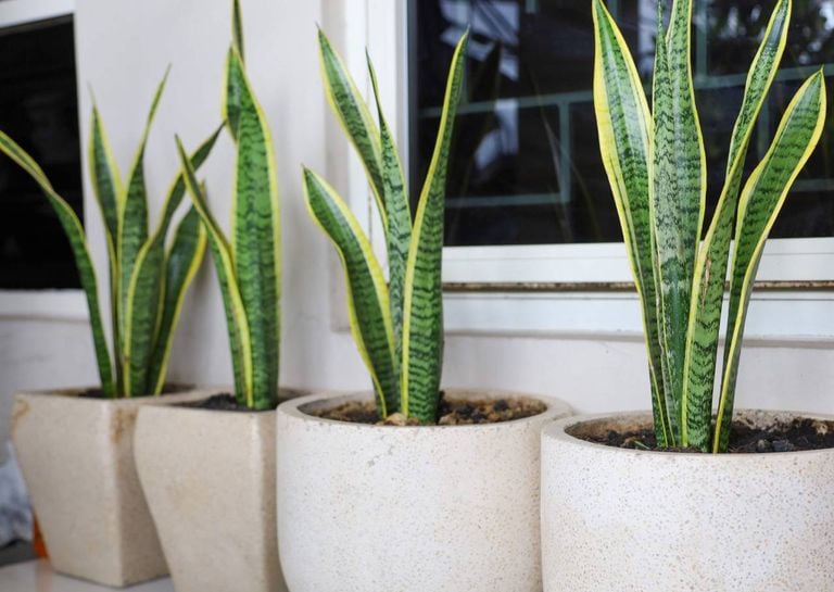 Vous voulez plus de chance pour le Nouvel An ? Voici les 4 plantes qui aident &agrave; attirer les bonnes &eacute;nergies !