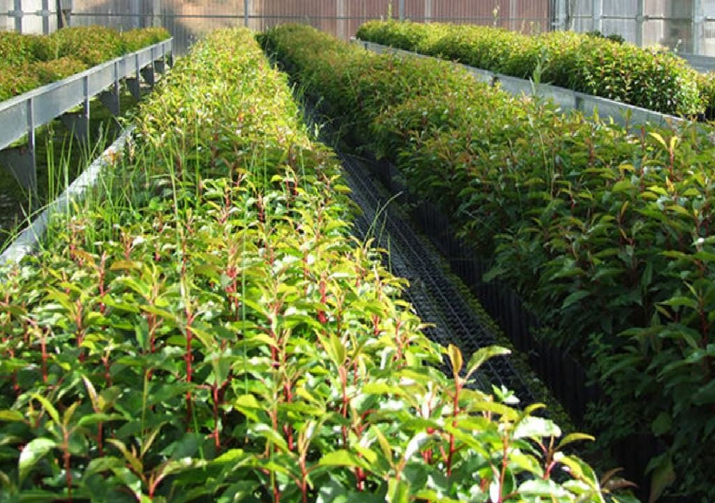 Viveiros de plantas Viveiros de plantas