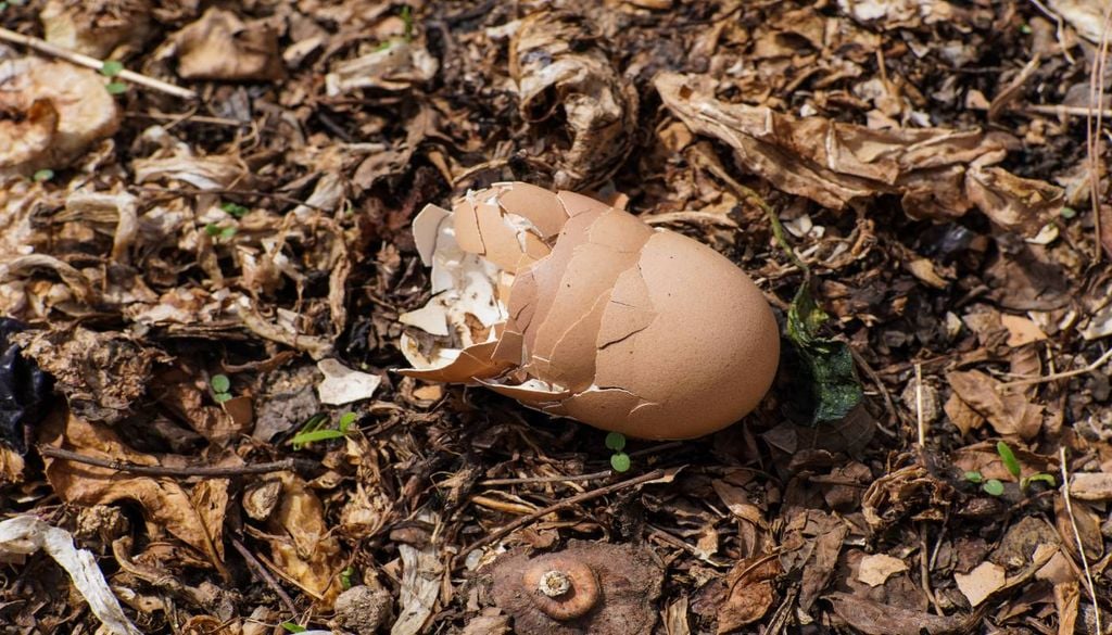 Cascas de ovo reforçam eventuais deficiências de cálcio no solo, que são absorvidas pelas raízes da planta do tomateiro.