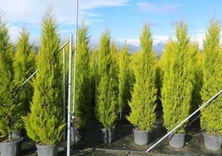 Quer um jardim elegante e f&aacute;cil de manter? Conhe&ccedil;a a tuia-holandesa