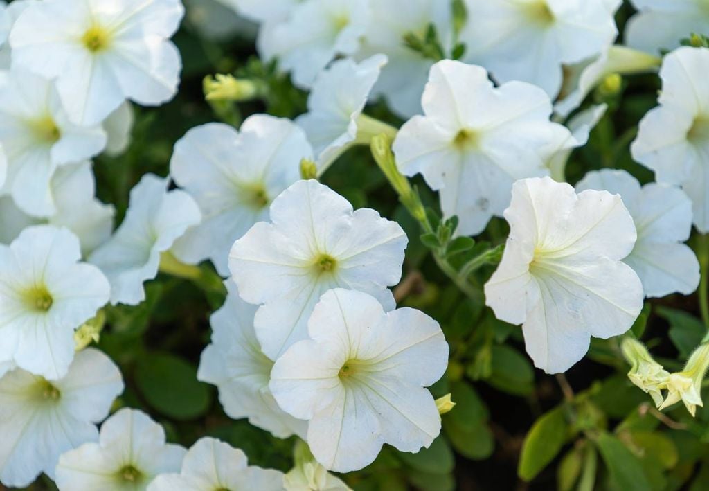 Petunias
