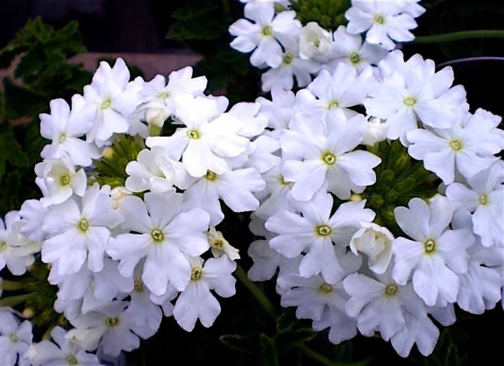 Flores de verbena Flores de verbena