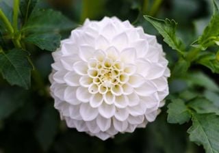 Want A More Elegant Garden? Discover 10 White Flowers Perfect For Planting