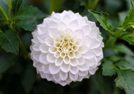 Möchten Sie einen eleganteren Garten? Entdecken Sie 10 weiße Blumen, die sich perfekt zum Pflanzen eignen