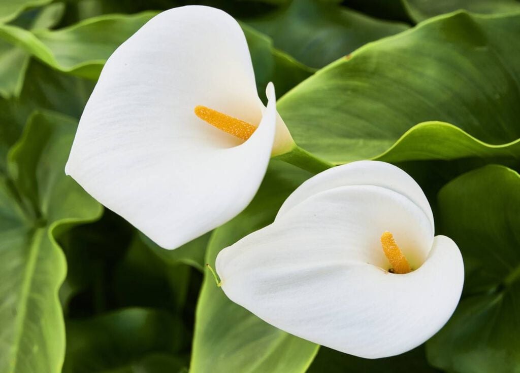 flor de cala flor de cala