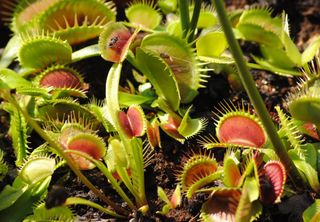 Quer uma planta diferente? Saiba tudo para ter e cuidar de plantas carnívoras