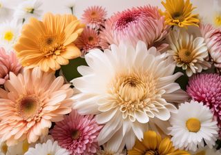 ¿Querés un jardín vibrante en primavera? Las 3 flores más recomendadas para sembrar en antes del inicio de la primavera