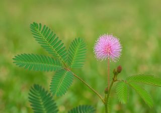 Questa pianta si chiude da sola se la tocchi: un piccolo spettacolo botanico per casa