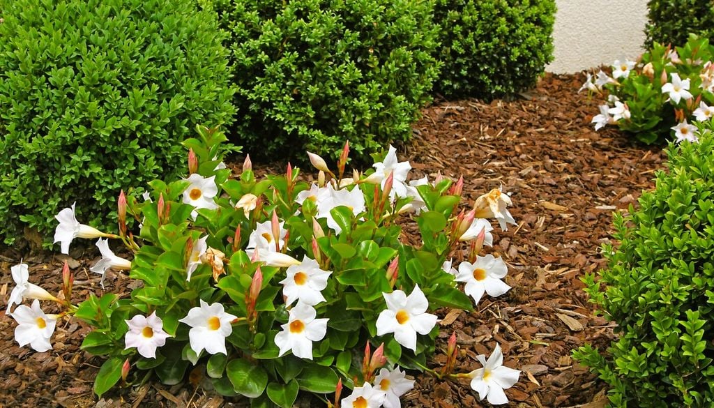Dipladenia bianca in aiuola: più luce riceve, più abbondante sarà la fioritura