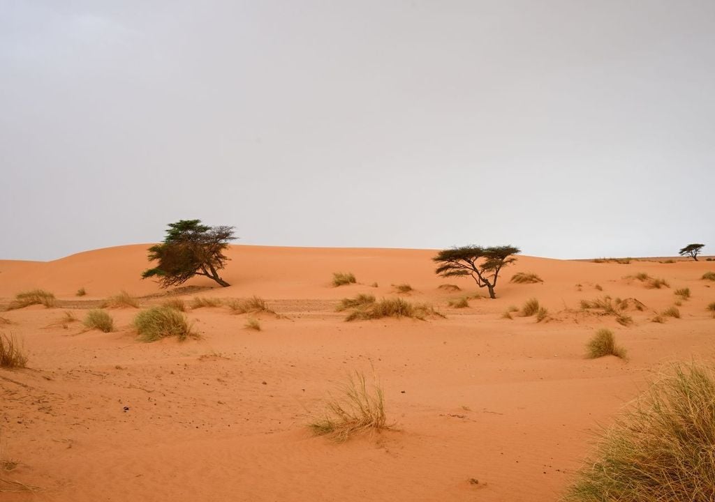 La chioma a ombrello delle acacie crea zone d’ombra che riducono la temperatura del suolo, favorendo la crescita di erbe e altre piante nelle vicinanze.