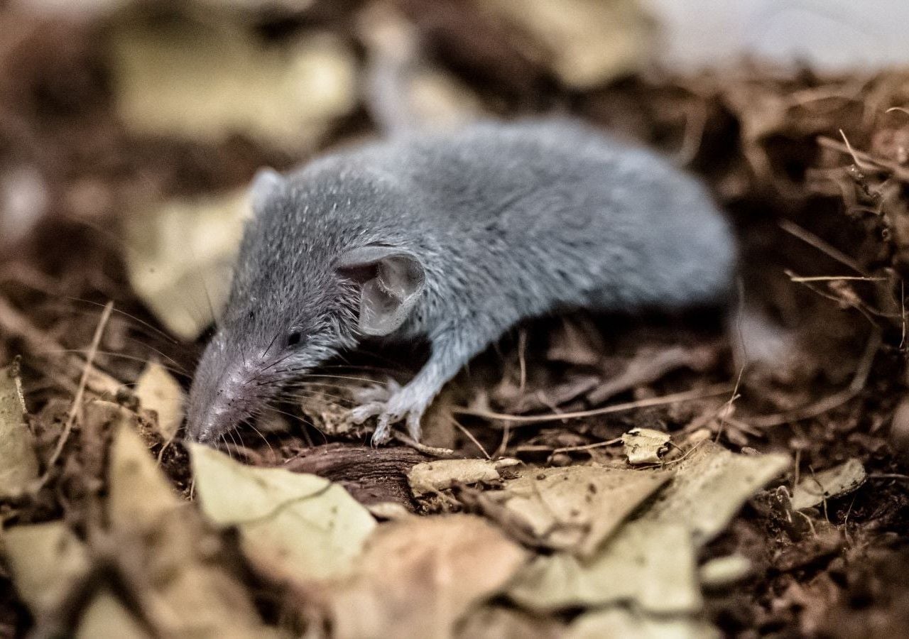Crocidura stanleyi, musaraña enana descubierta en Etiopía, destaca entre los mamíferos más pequeños del mundo.