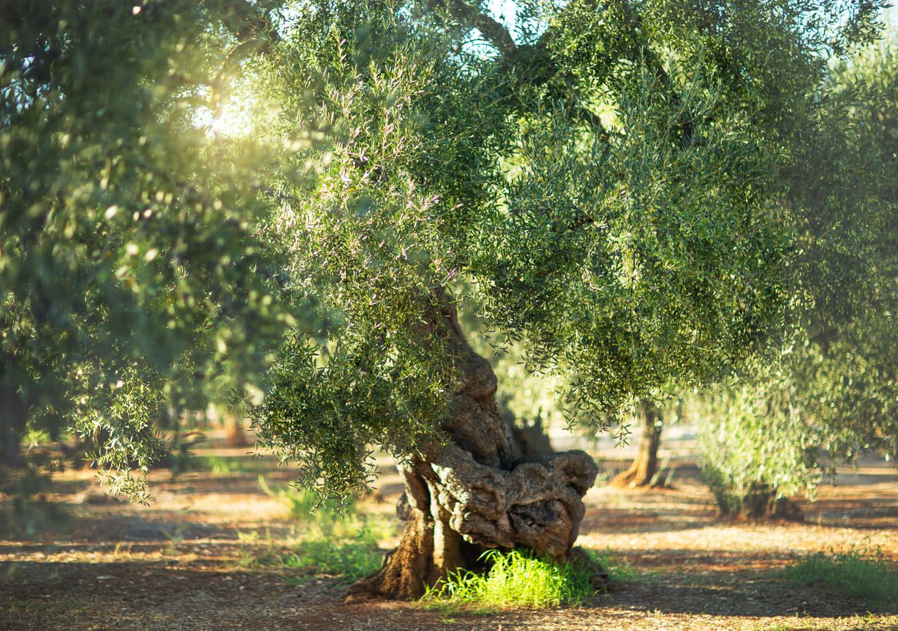 Queste sono le sei piante simbolo della Settimana Santa: non solo ulivo