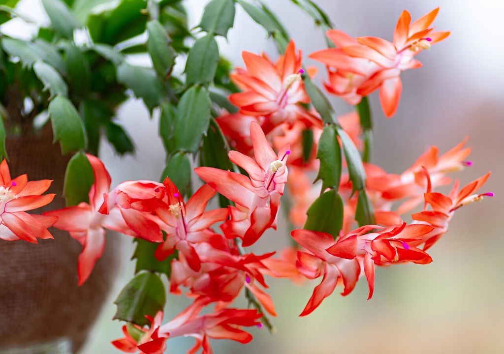 Cactus di Natale, Schlumbergera