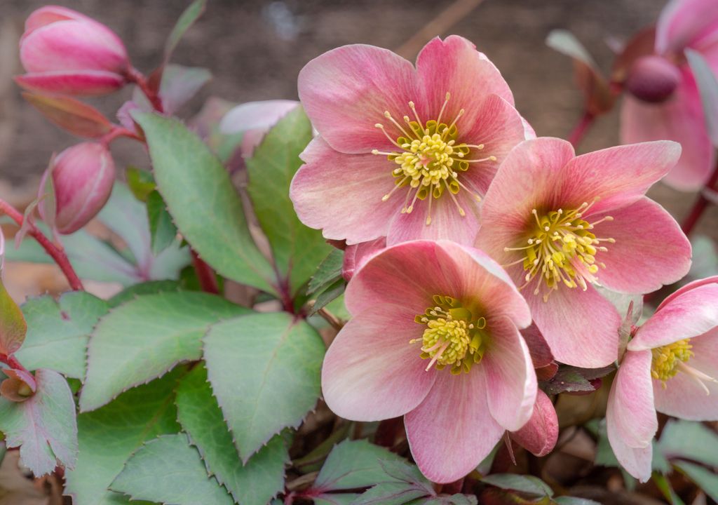 Helleborus niger, rosa di Natale