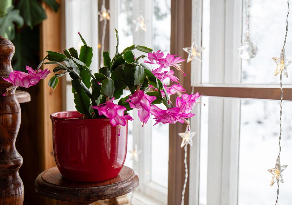 Schlumbergera, cactus di Natale