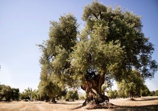 Questi alberi sopravvivono a climi estremi: come resistono al cambiamento climatico gli ulivi secolari della Puglia