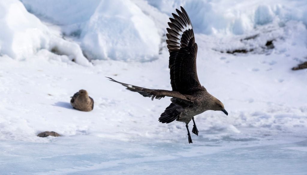 Lo stercorario detiene un primato assoluto. Si tratta dell'unico animale visibile ad occhio nudo ad essere stato avvistato più volte al Polo Sud Geografico, presso la base scientifica Amundsen-Scott, a più di 1.000 chilometri dal mare aperto.