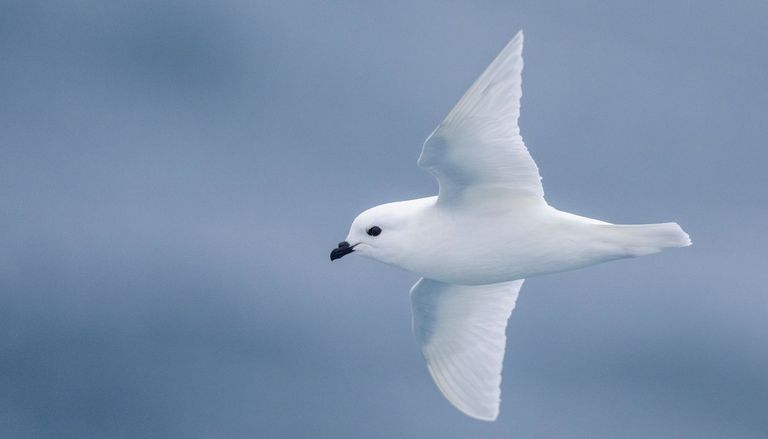 Questi sono gli unici due uccelli capaci di sfidare il clima glaciale dell&rsquo;inospitale calotta del Polo Sud