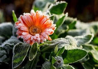 Questi sono i 12 fiori invernali più belli che resistono al freddo sul balcone: vi spieghiamo come curarli