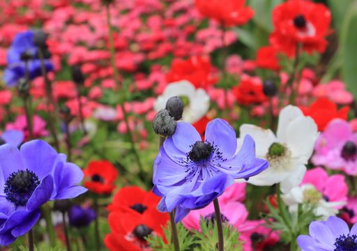 3 Bulbi Di Giglio Pretty Woman - Giganti E Resistenti Al Freddo