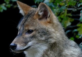 Questo è l’animale più misterioso d’Europa, negli ultimi anni sono aumentati gli avvistamenti in Italia