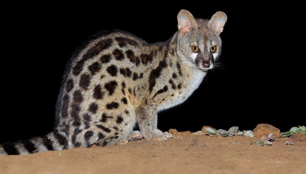 La genetta comune è considerato uno degli animali più rari d'Europa.