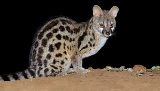 Questo &egrave; uno degli animali pi&ugrave; rari d'Europa, alcuni esemplari vivono pure in Italia