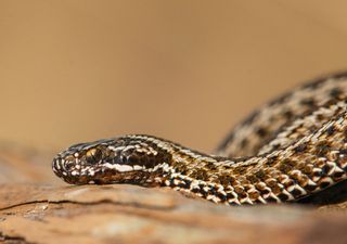 Questo è uno dei serpenti più misteriosi ed elusivi presenti in Italia: i suoi avvistamenti sono sempre più frequenti