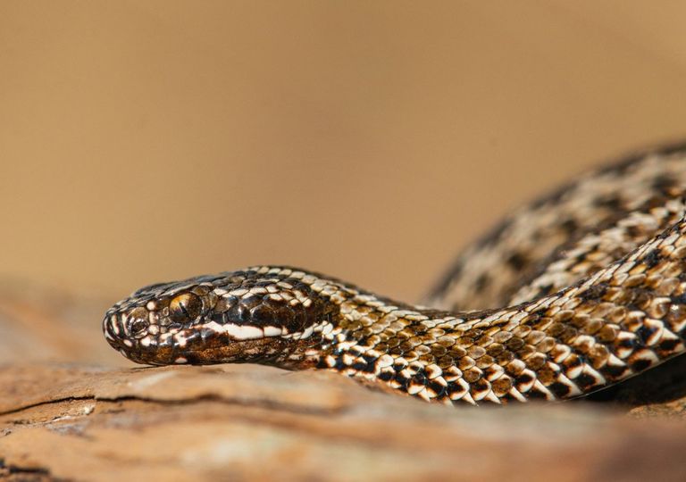 Questo è uno dei serpenti più misteriosi ed elusivi presenti in Italia: i suoi avvistamenti sono sempre più frequenti