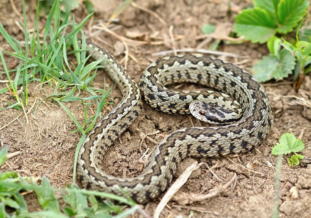 Vipera dell'Ursini. Vipera dell'Ursini.